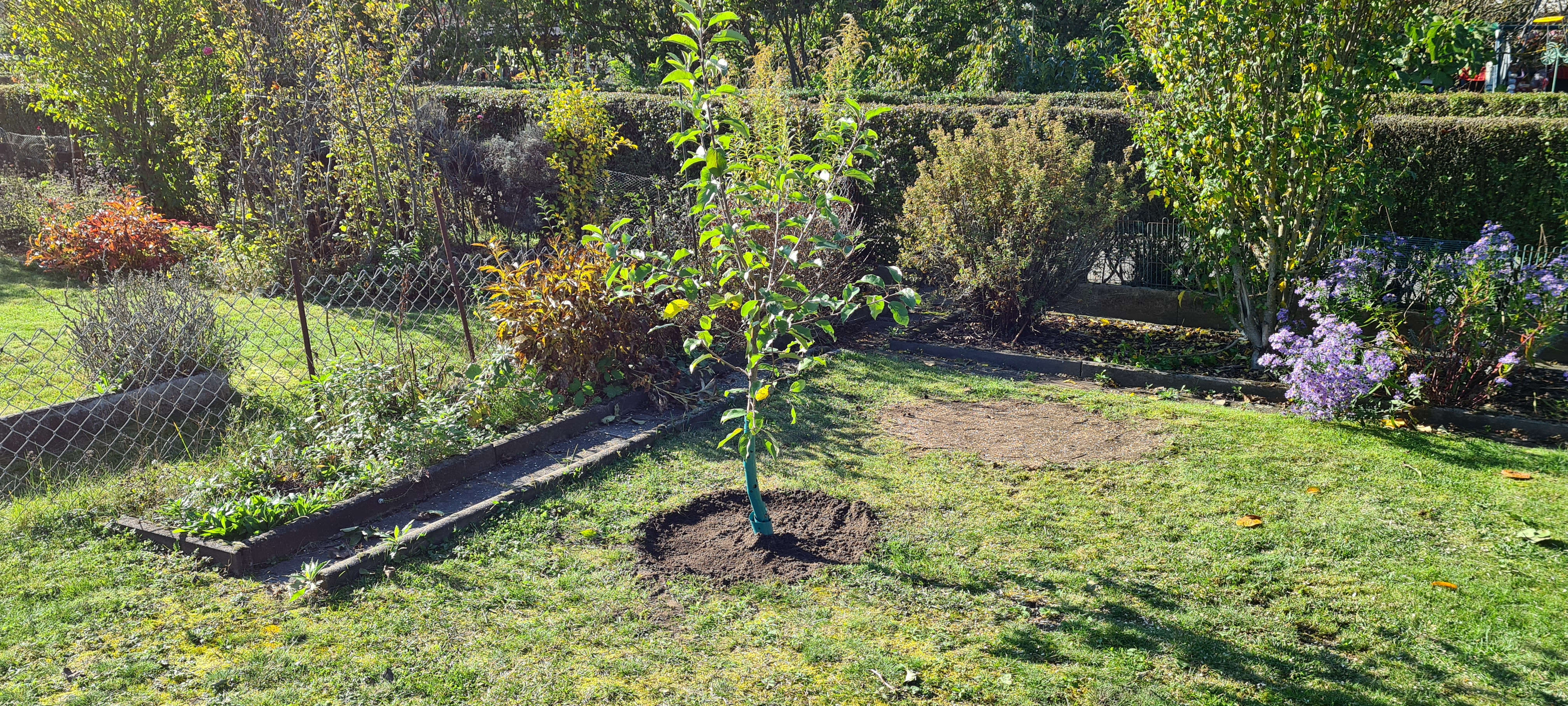 Apfelbaum im Rasen.jpg